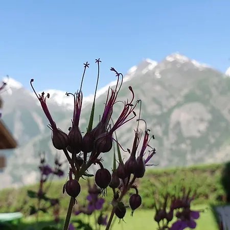 公寓 施内沃谷尔木屋公寓 格雷兴